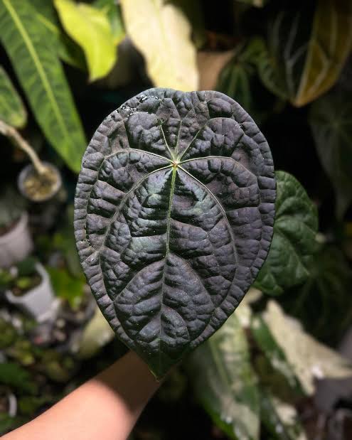 anthurium luxurians humidity Anthurium luxurian x forgetii – GROMEE