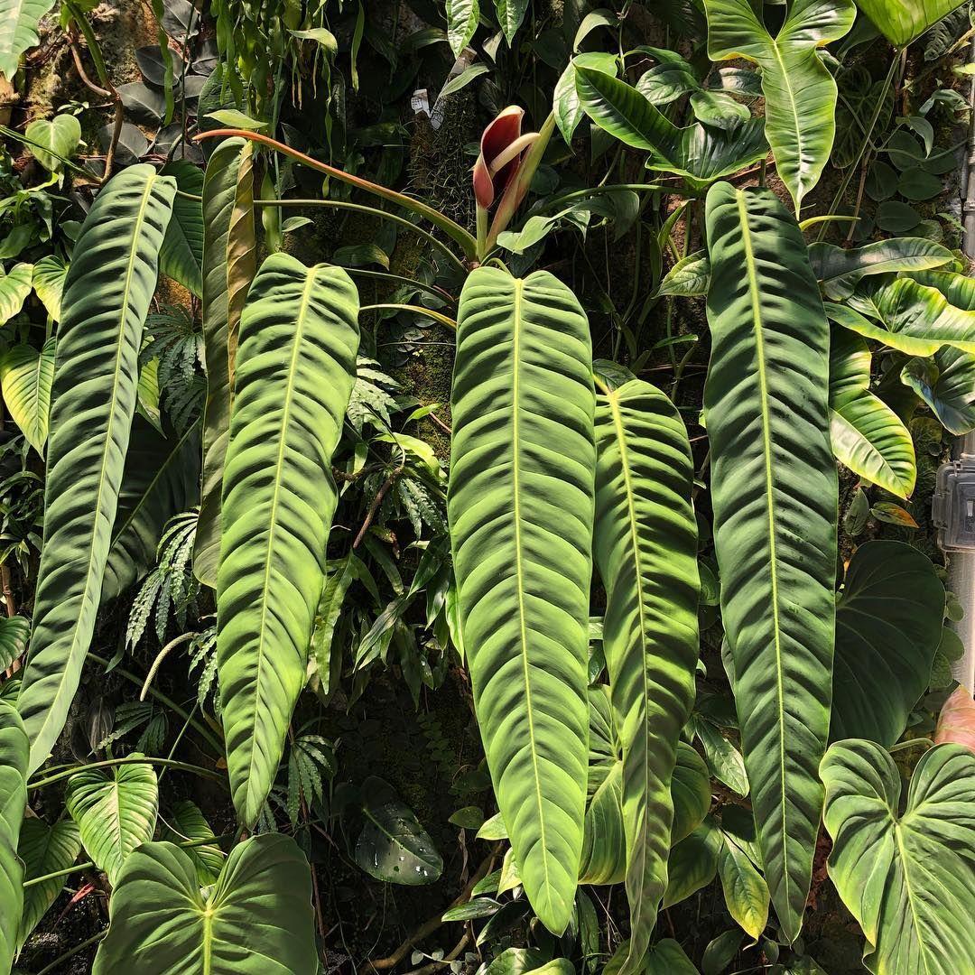Philodendron patriciae – GROMEE