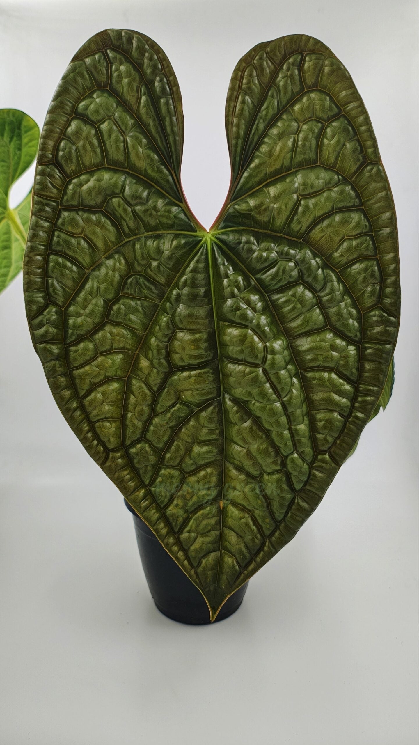 Anthurium Care Guide: Keeping Your Anthurium Healthy and Thriving