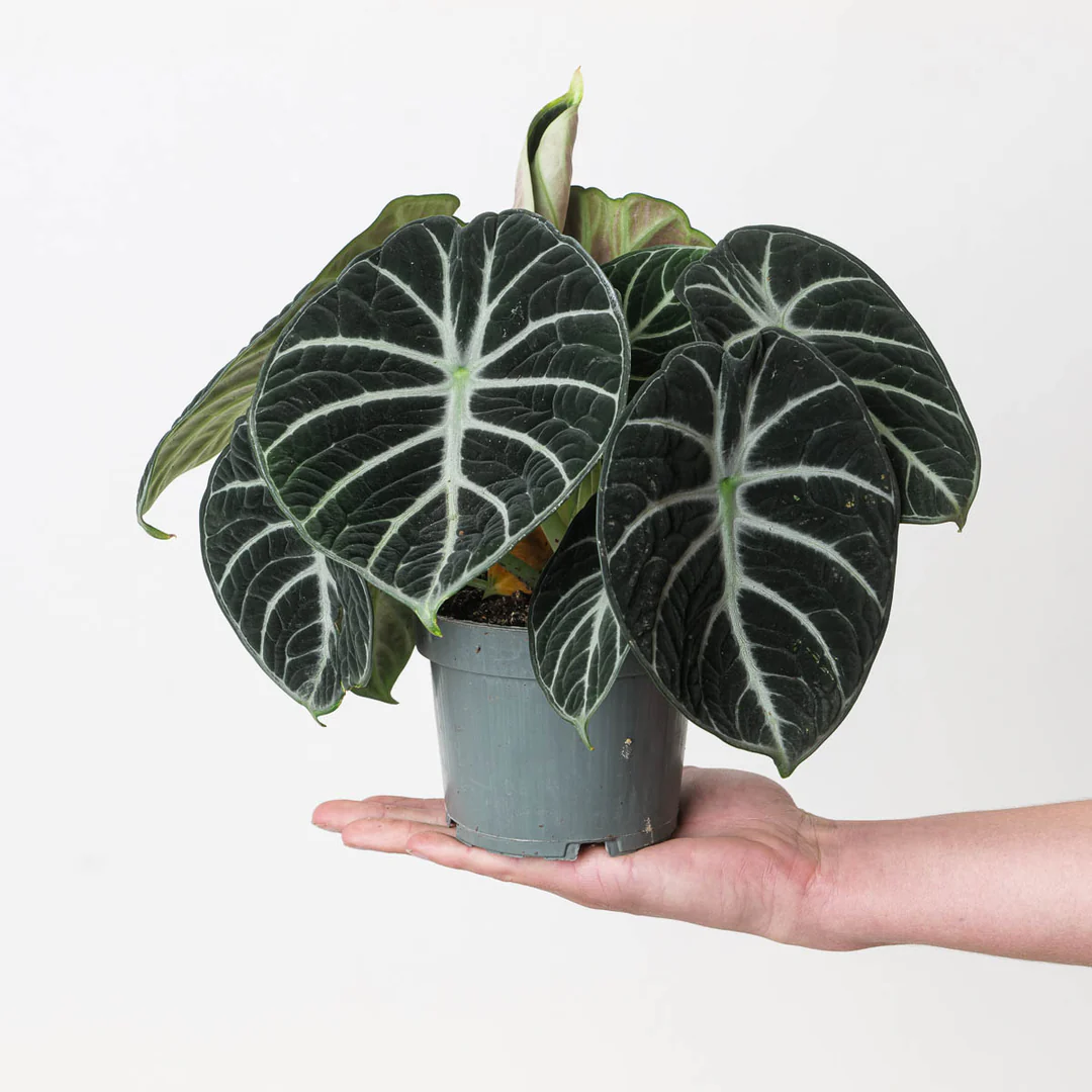 Alocasia Varieties You Need to See: From Purple Cloak to Flying Squid