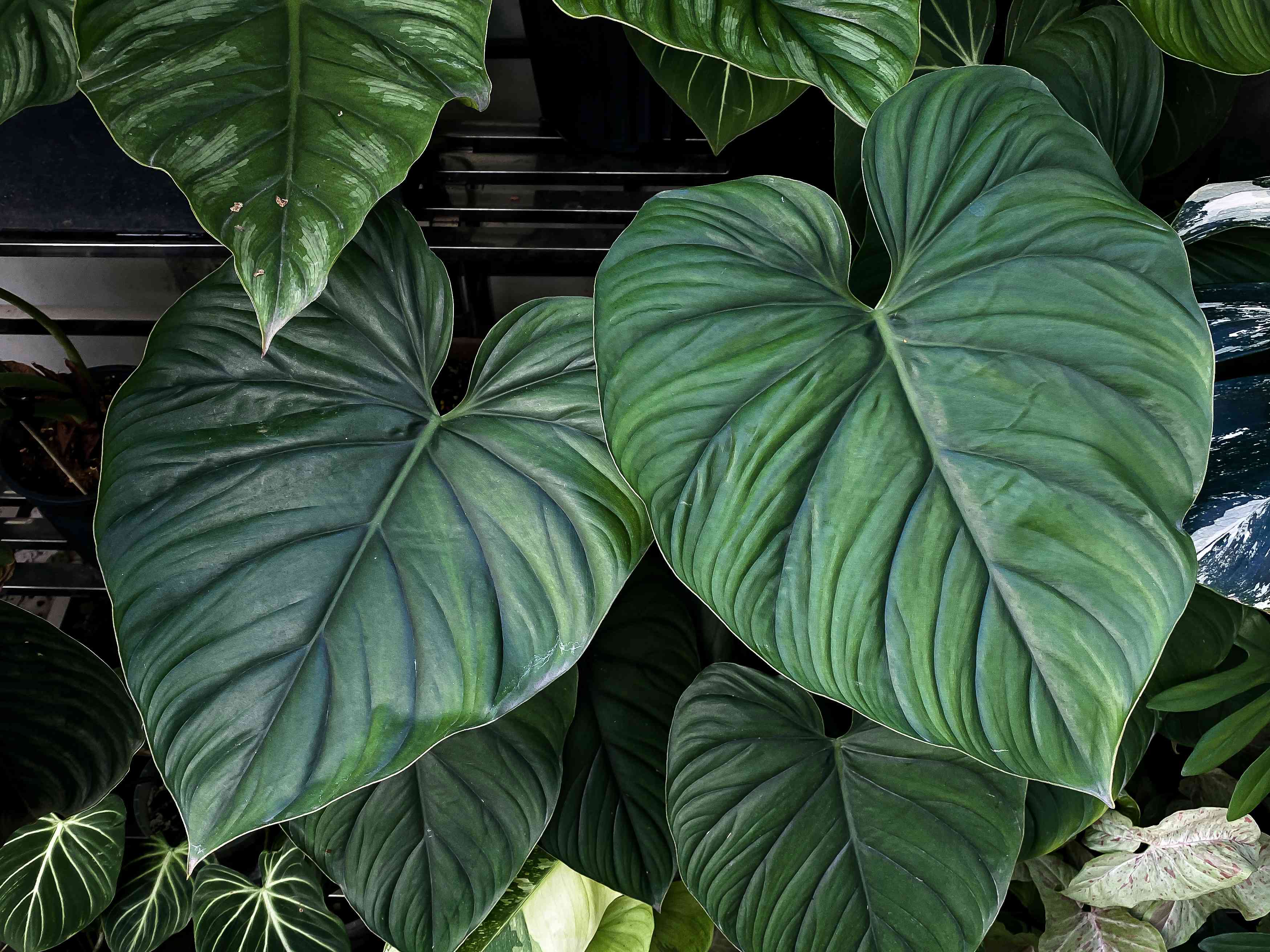 Philodendron