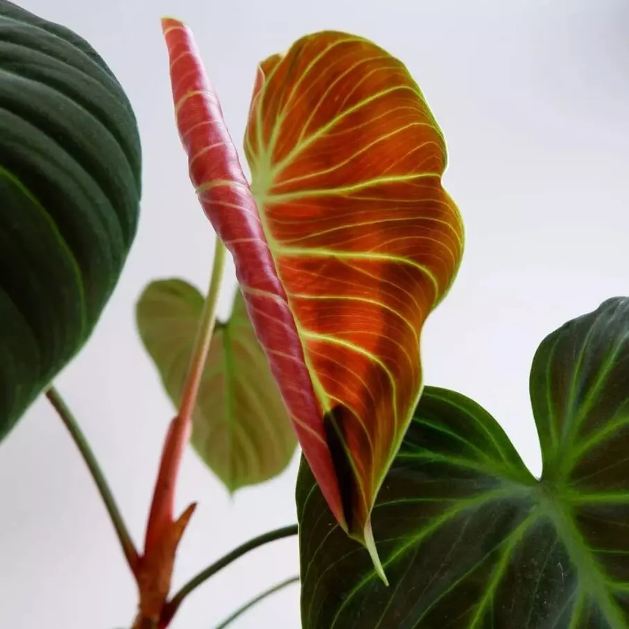 Philodendron el choco red