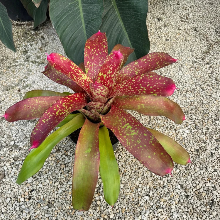 Neoregelia jenga bromeliad