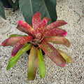 Neoregelia jenga bromeliad