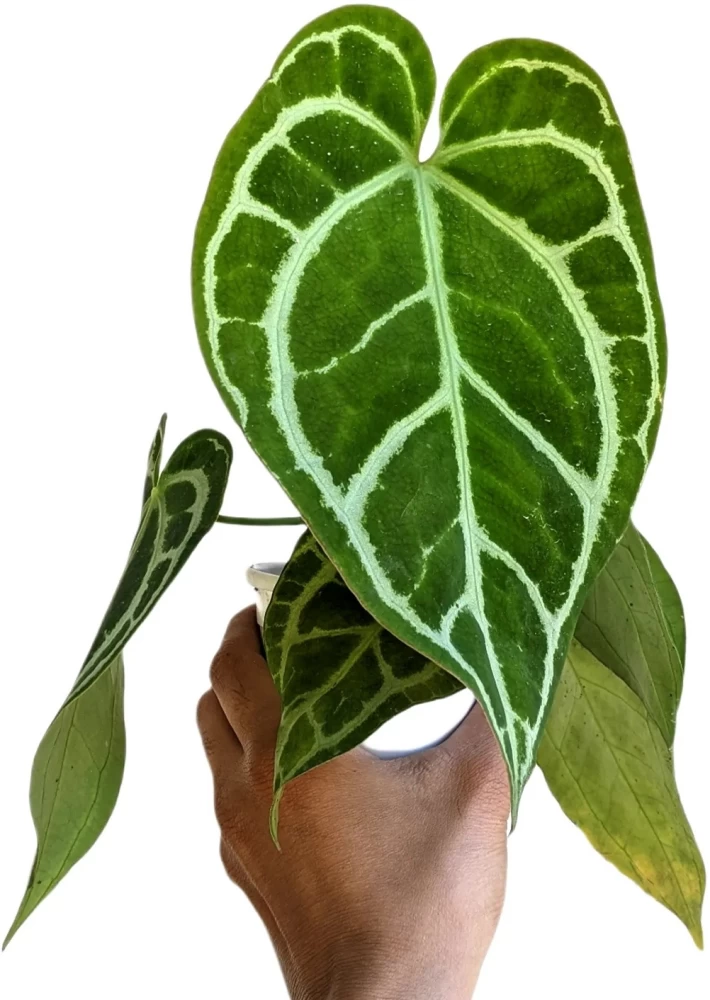 Anthurium Crystallinum miniature