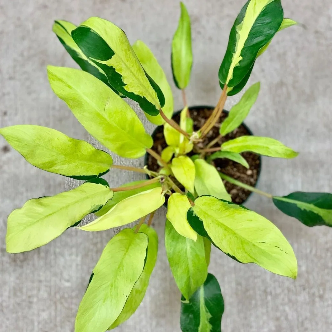 Philodendron thai sunrise