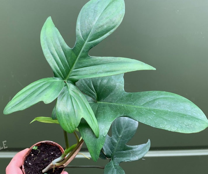 Philodendron laciniatum