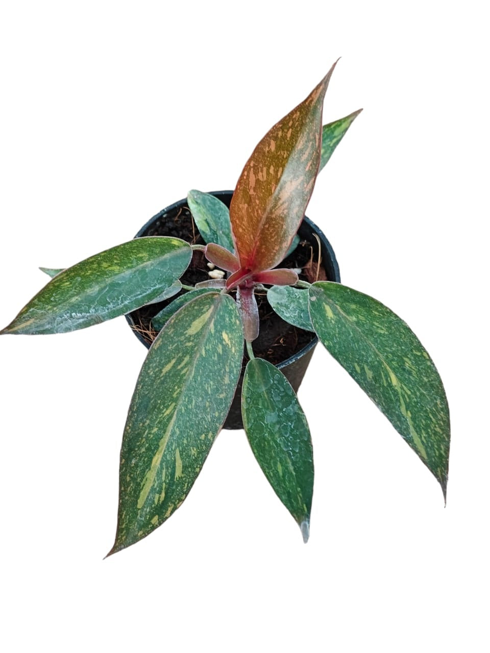 Philodendron orange princess