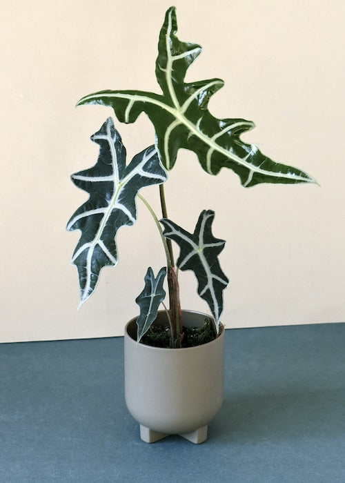 Alocasia Nobilis
