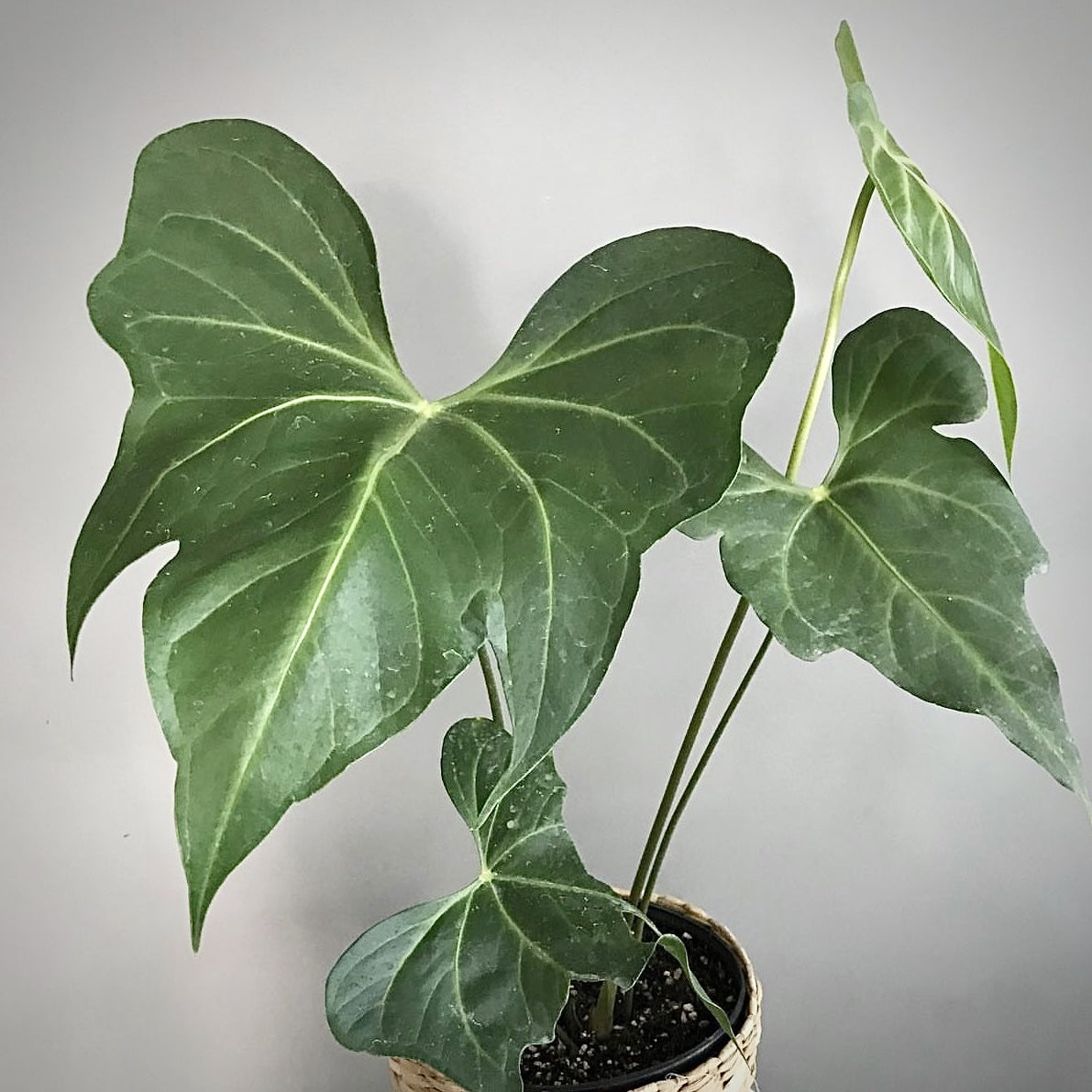 Anthurium Macrolobium