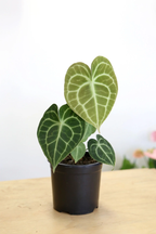 Anthurium Clarinervium