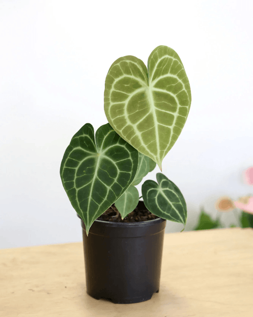 Anthurium Clarinervium