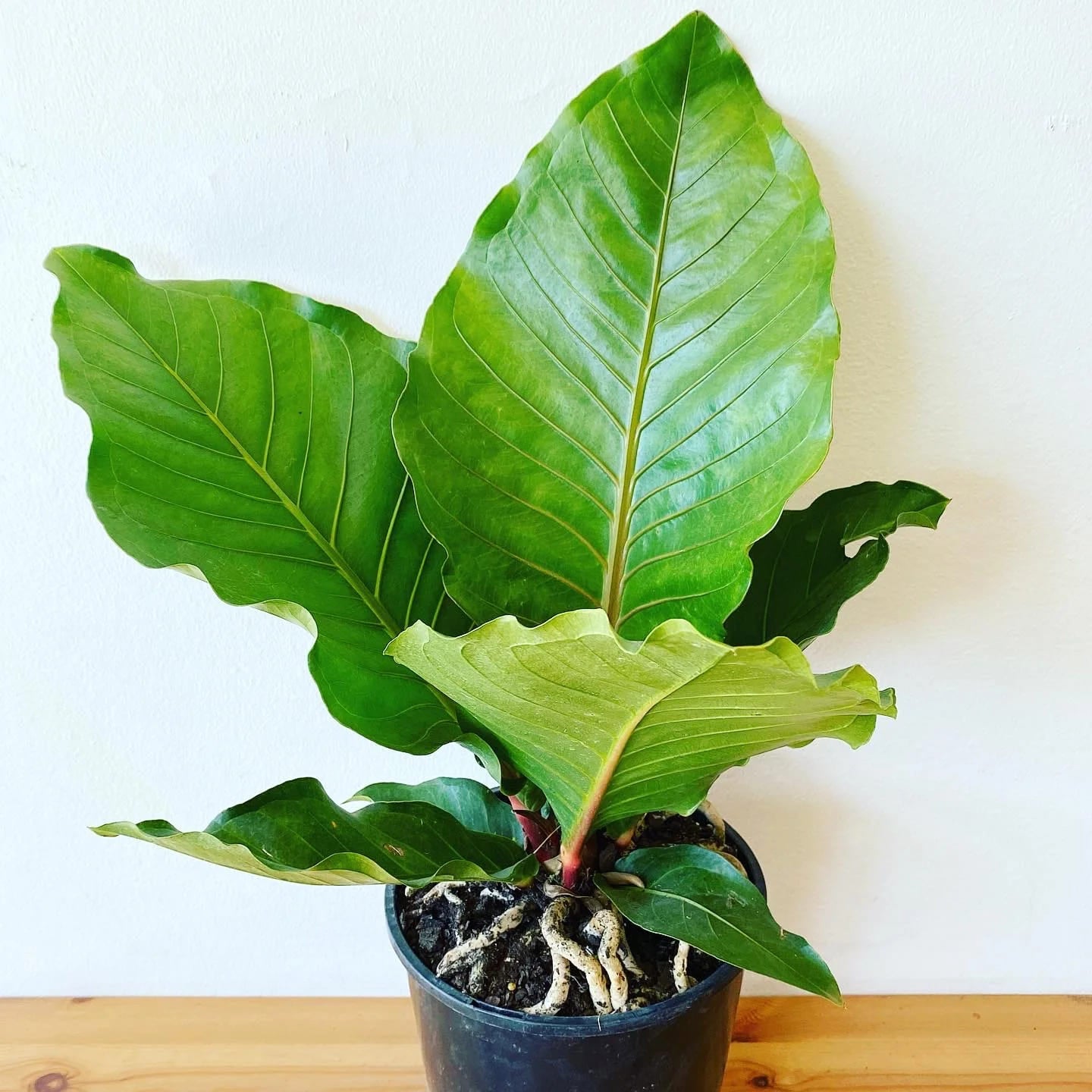 Anthurium Hookeri 'Pink Ruffles' (Birds Nest Anthurium)