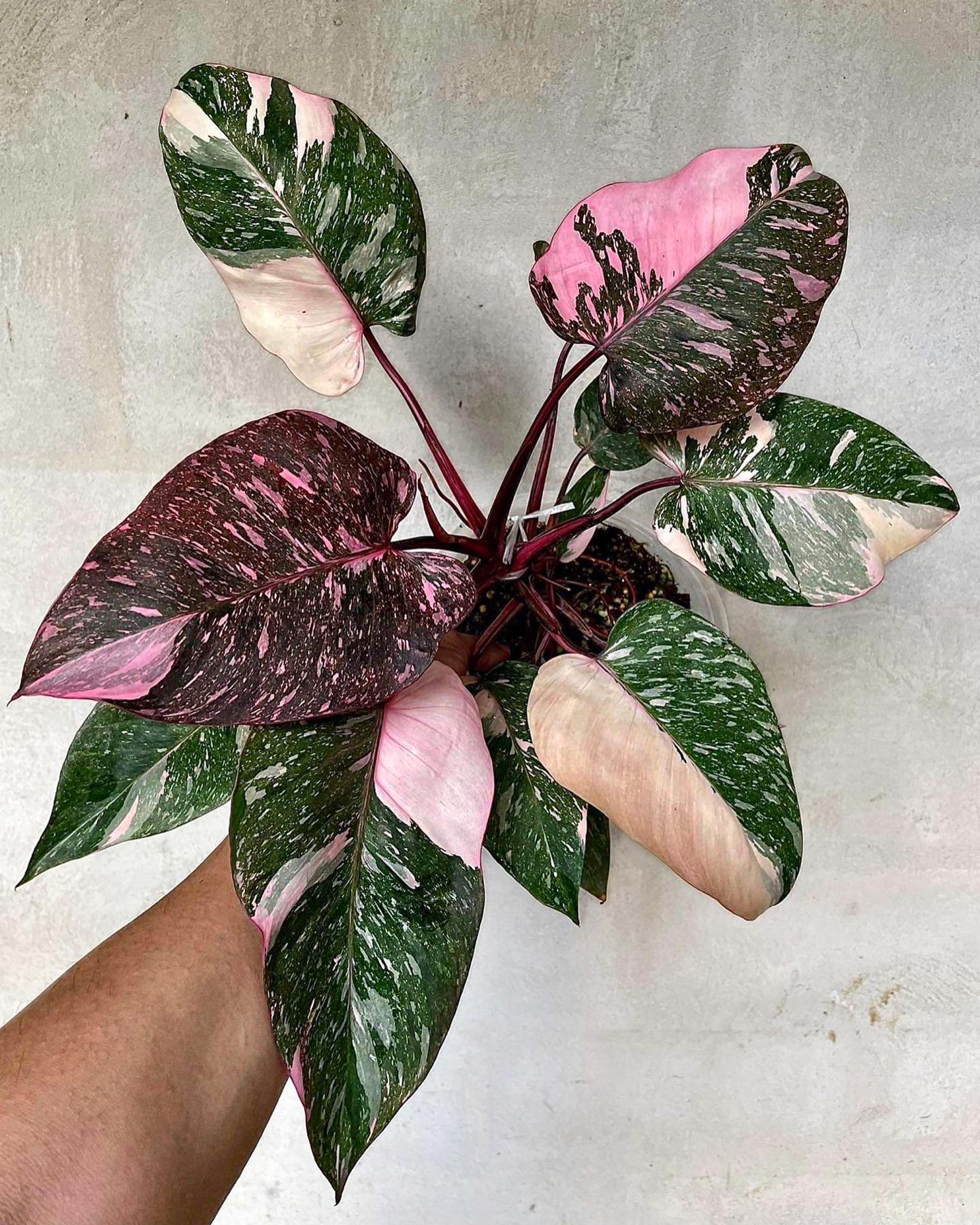Philodendron pink princess marble