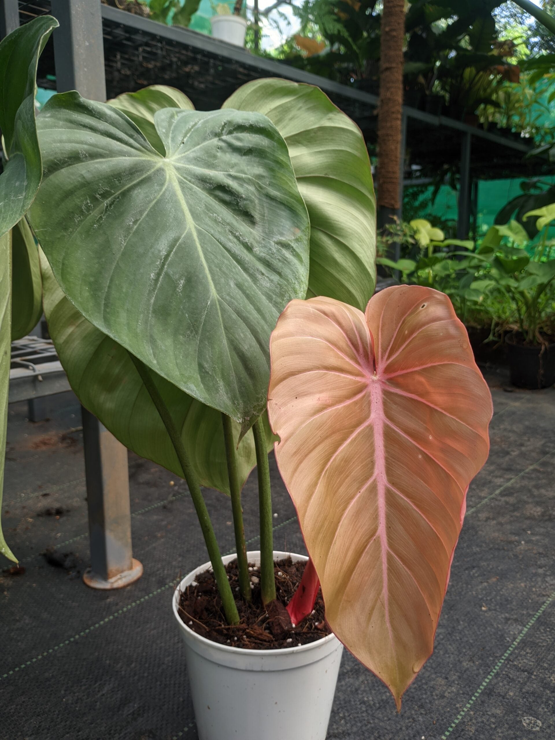 Philodendron pink glory