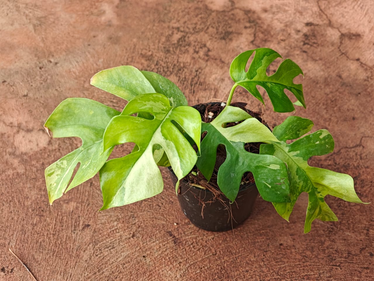 Rhaphidophora Tetrasperma Variegated