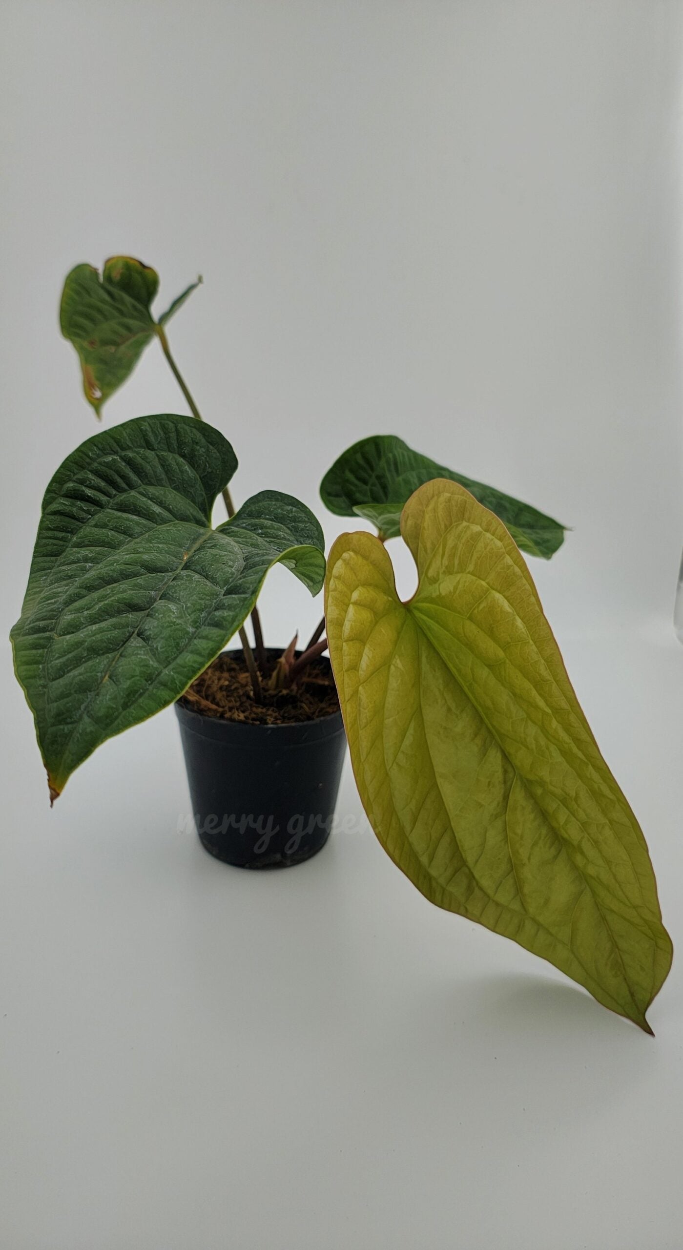 Anthurium luxurian (medium size)