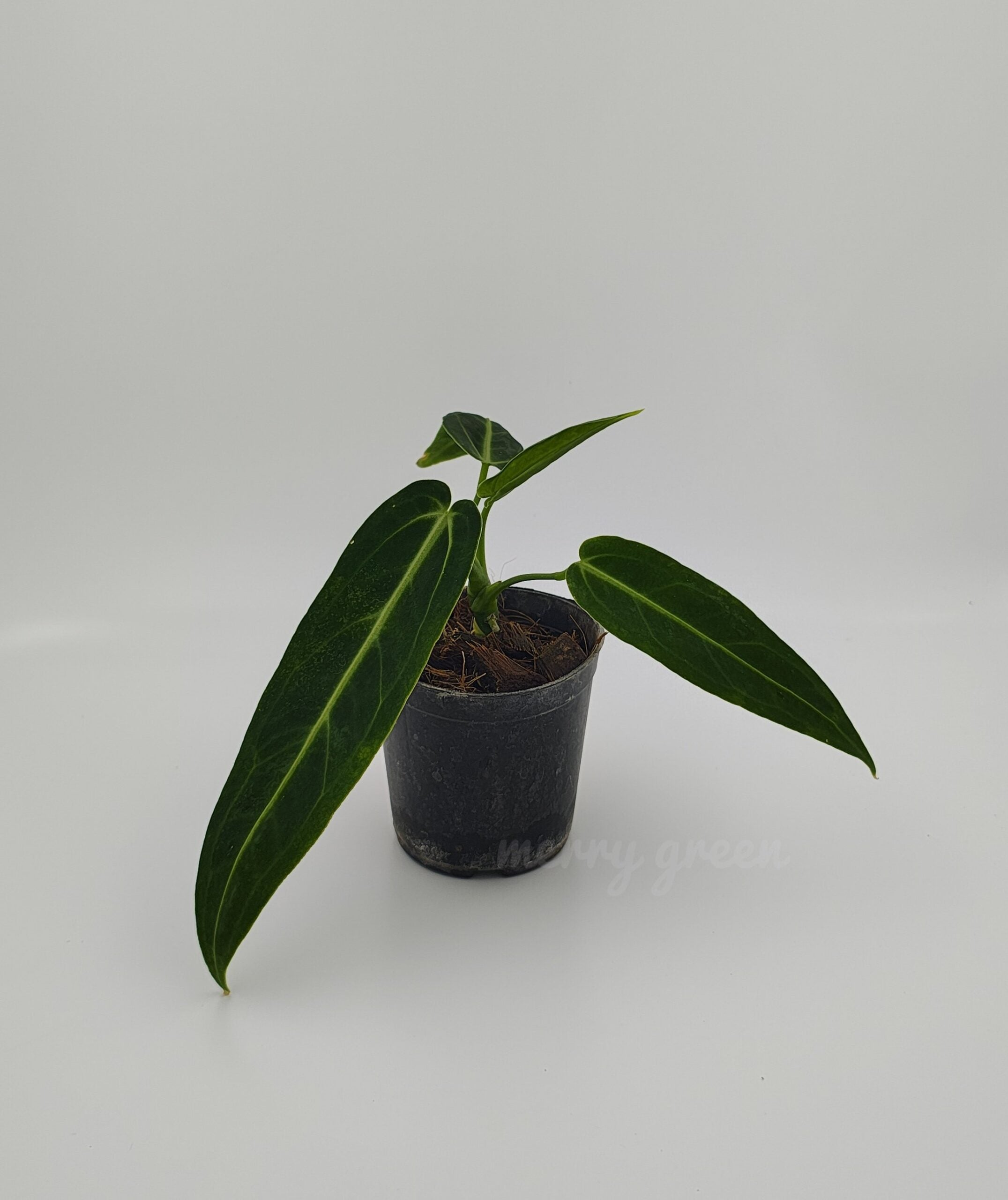 Anthurium warocqueanum / Anthurium Queen