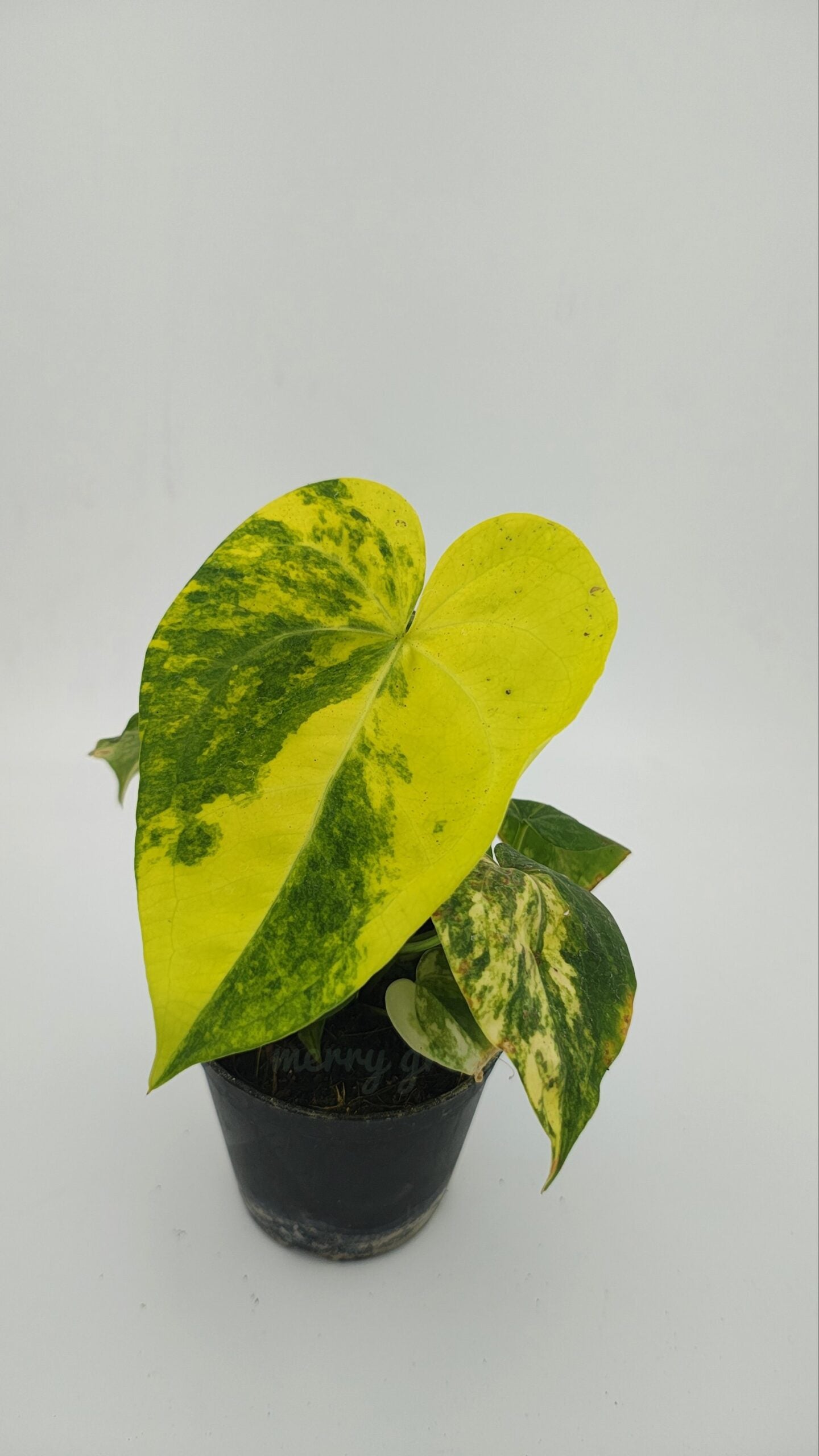 Anthurium sweet Love Variegated