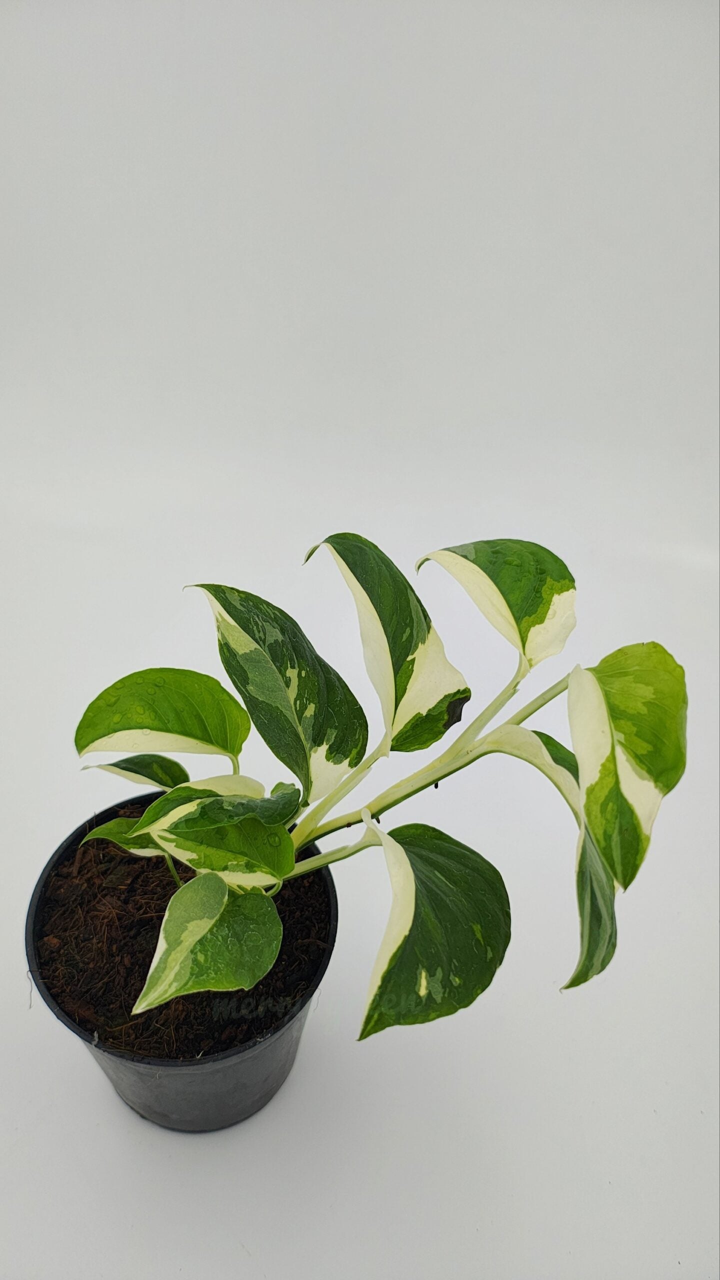 Monstera Adansonii Laniata Variegated