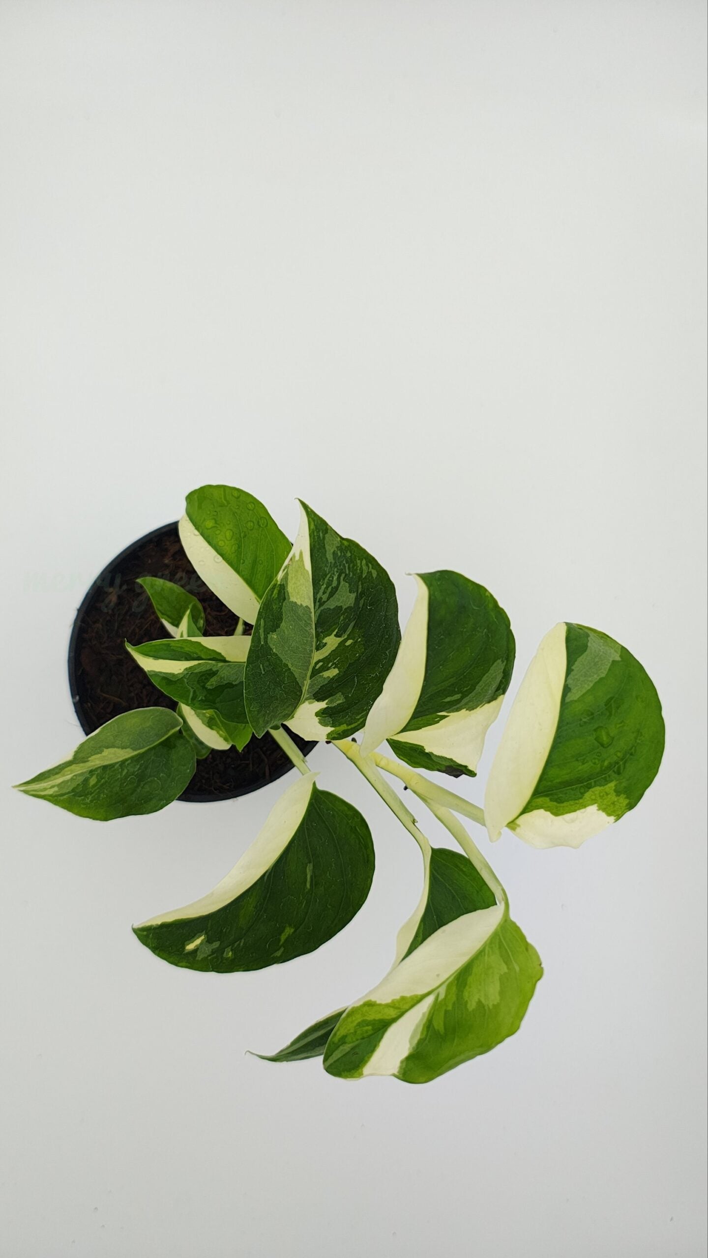 Monstera Adansonii Laniata Variegated