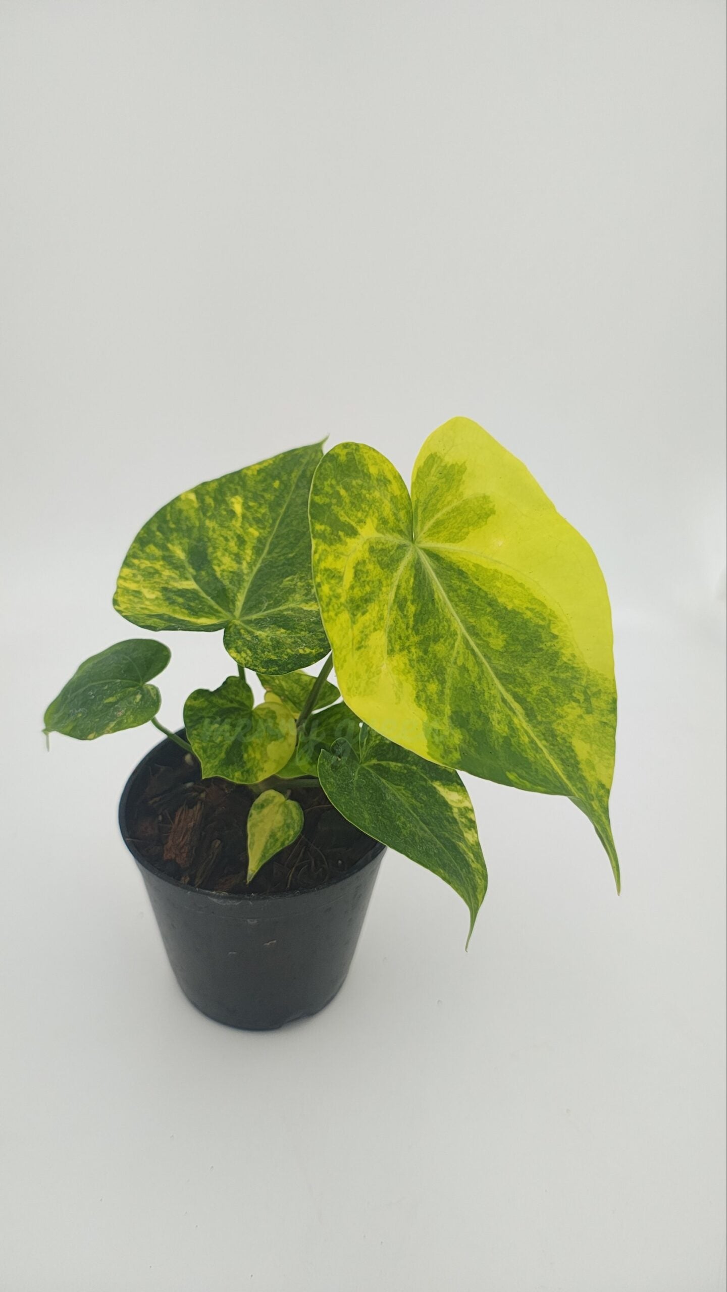 Anthurium sweet Love Variegated