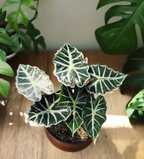 Alocasia 'Parasol'