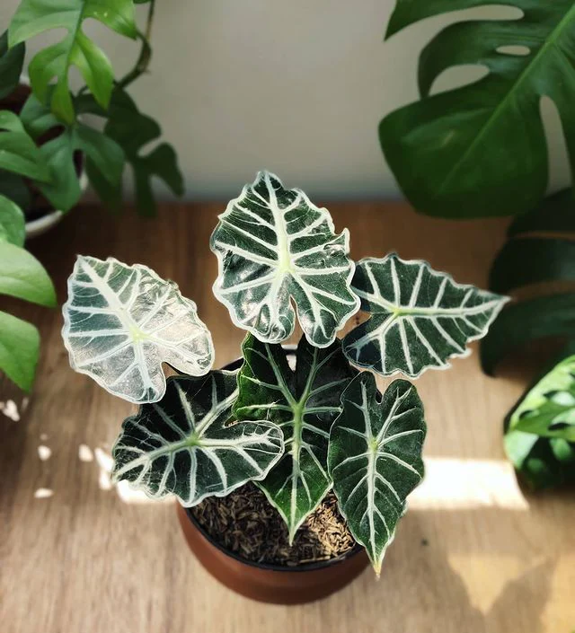 Alocasia 'Parasol'