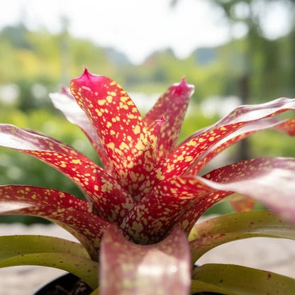 Neoregelia jenga bromeliad