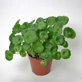 Pennywort