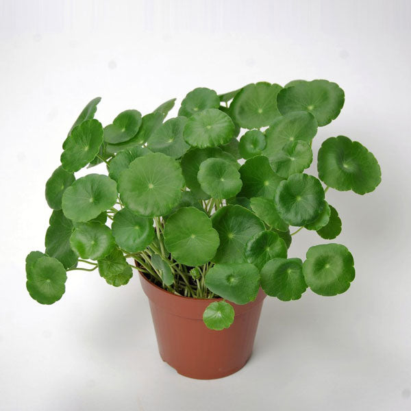 Pennywort