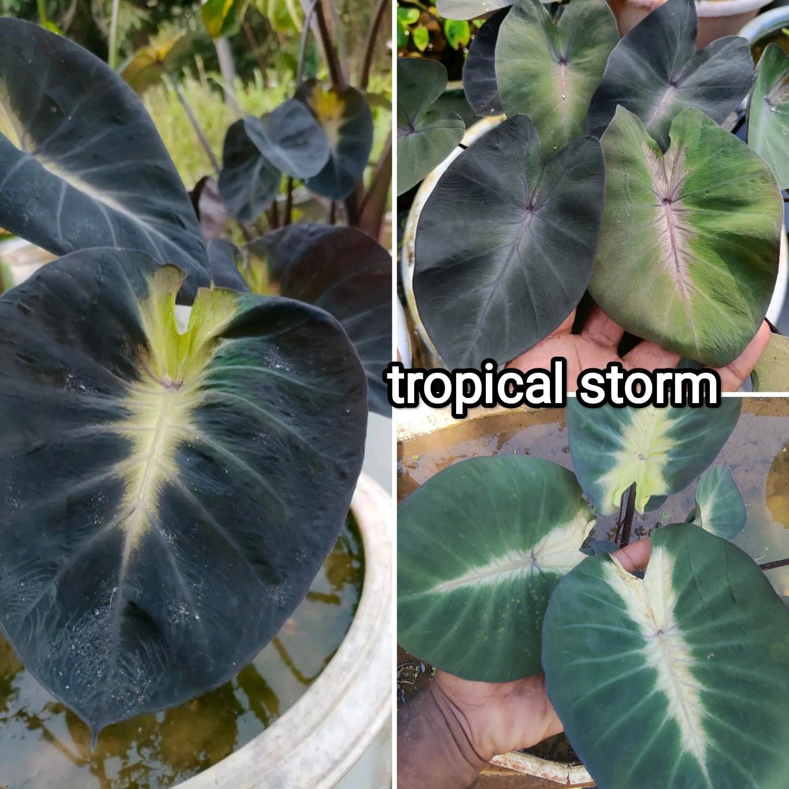 Colocasia esculenta 'Tropical Storm'