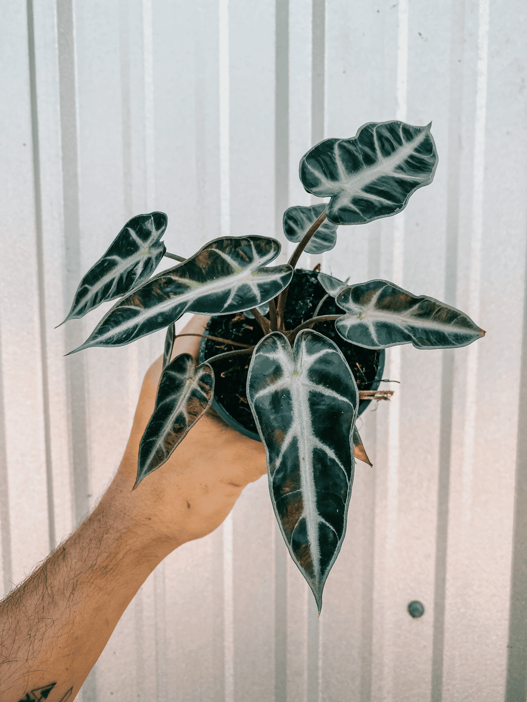 Alocasia  Amazonica 'Bambino'
