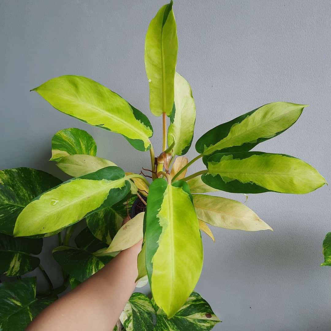 Philodendron thai sunrise