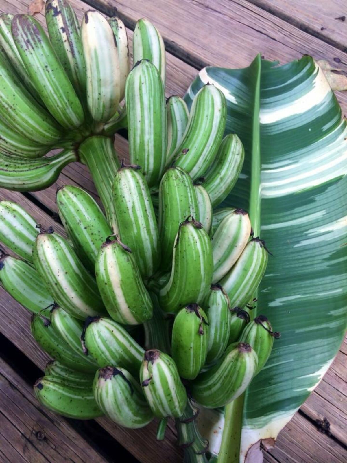 Musa Florida / AeAe