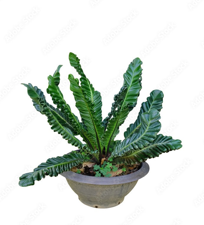Cobra fern