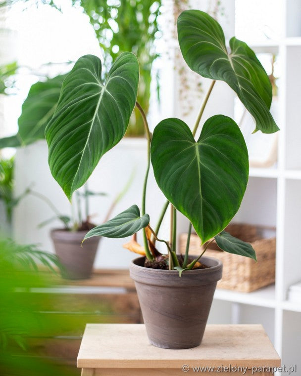 Philodendron Gloriosum