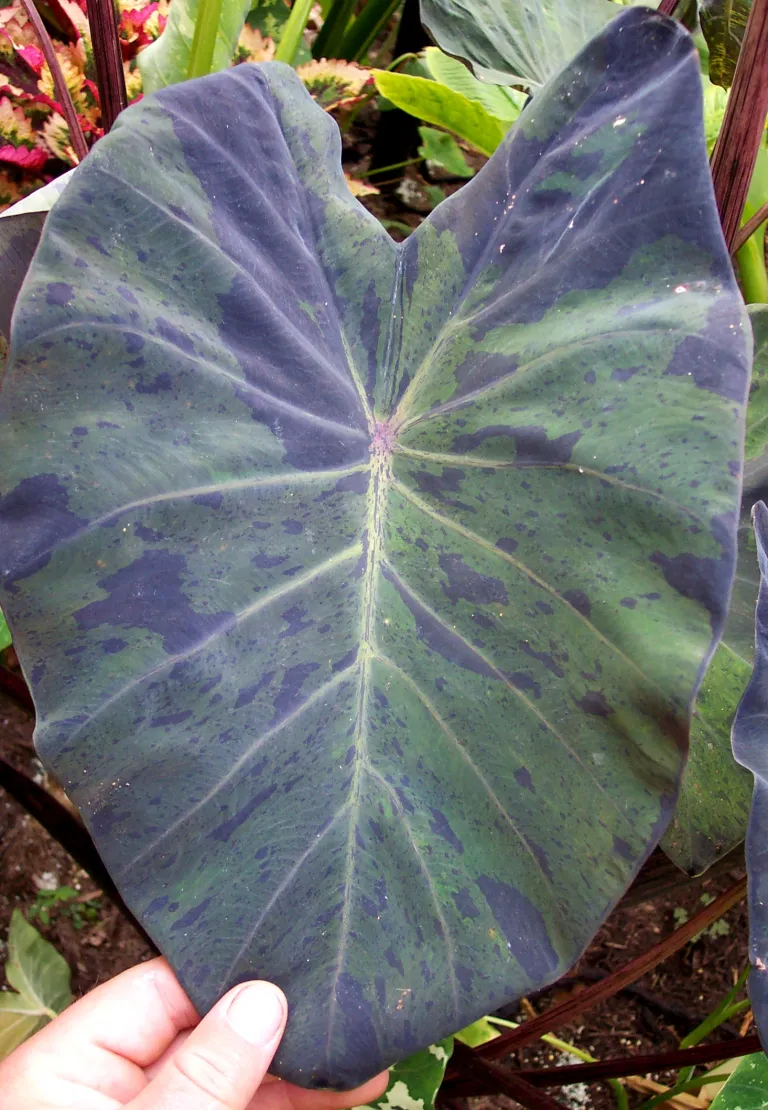 Colocasia black marble