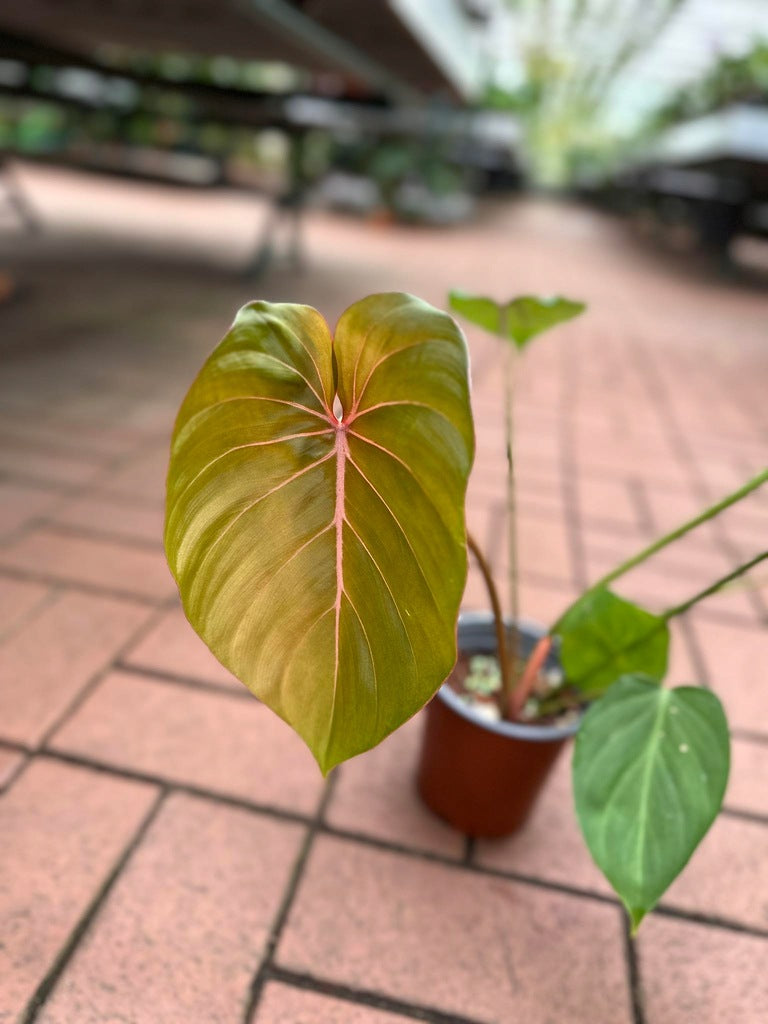 Philodendron pink glory