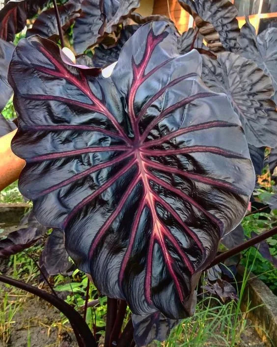 Colocasia Black princess