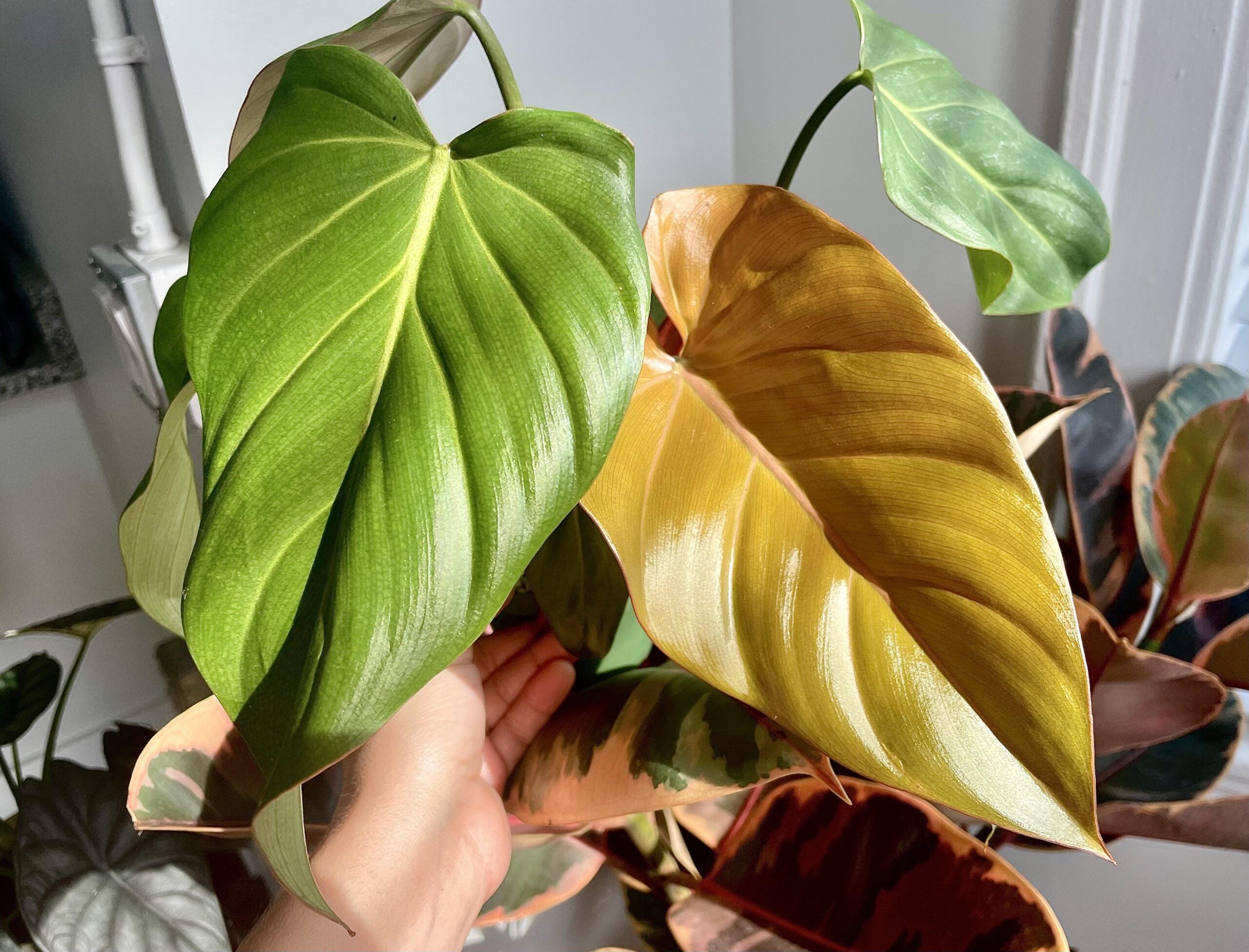 Philodendron summer glory