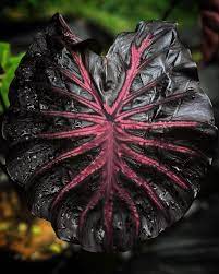 Colocasia black lava