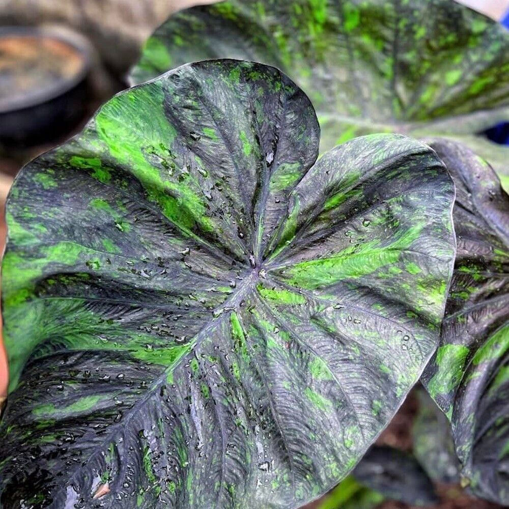 Colocasia emerald galaxy