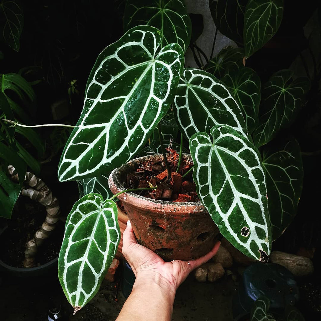 Anthurium Crystallinum dark narrow