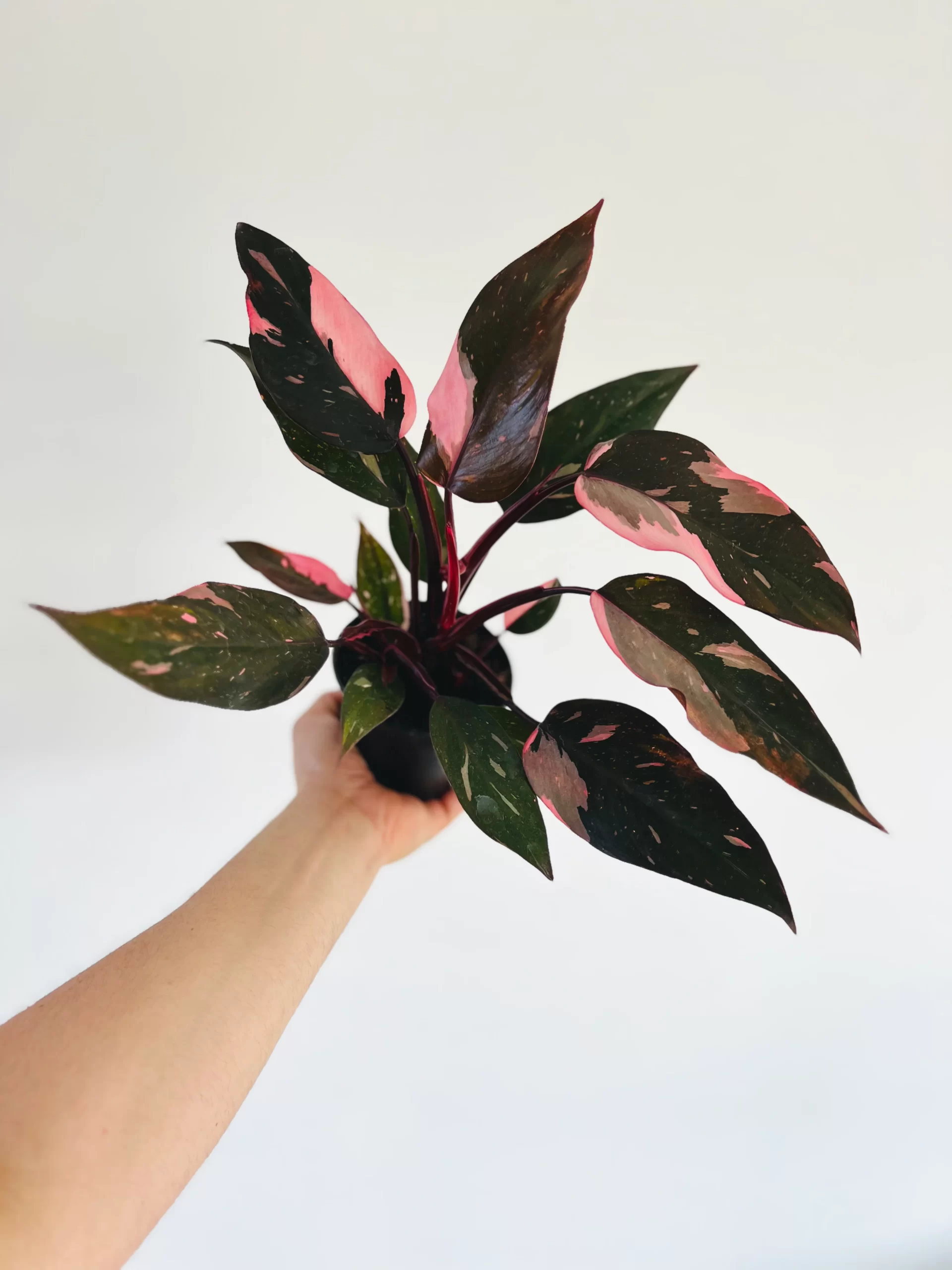 Philodendron pink princess marble