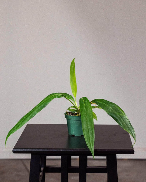 Anthurium Bakeri