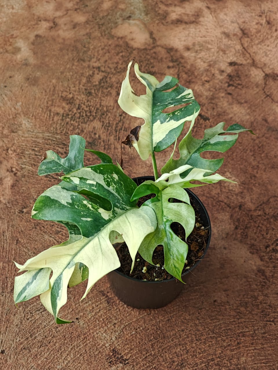 Rhaphidophora Tetrasperma Variegated