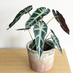 Alocasia  Amazonica 'Bambino'