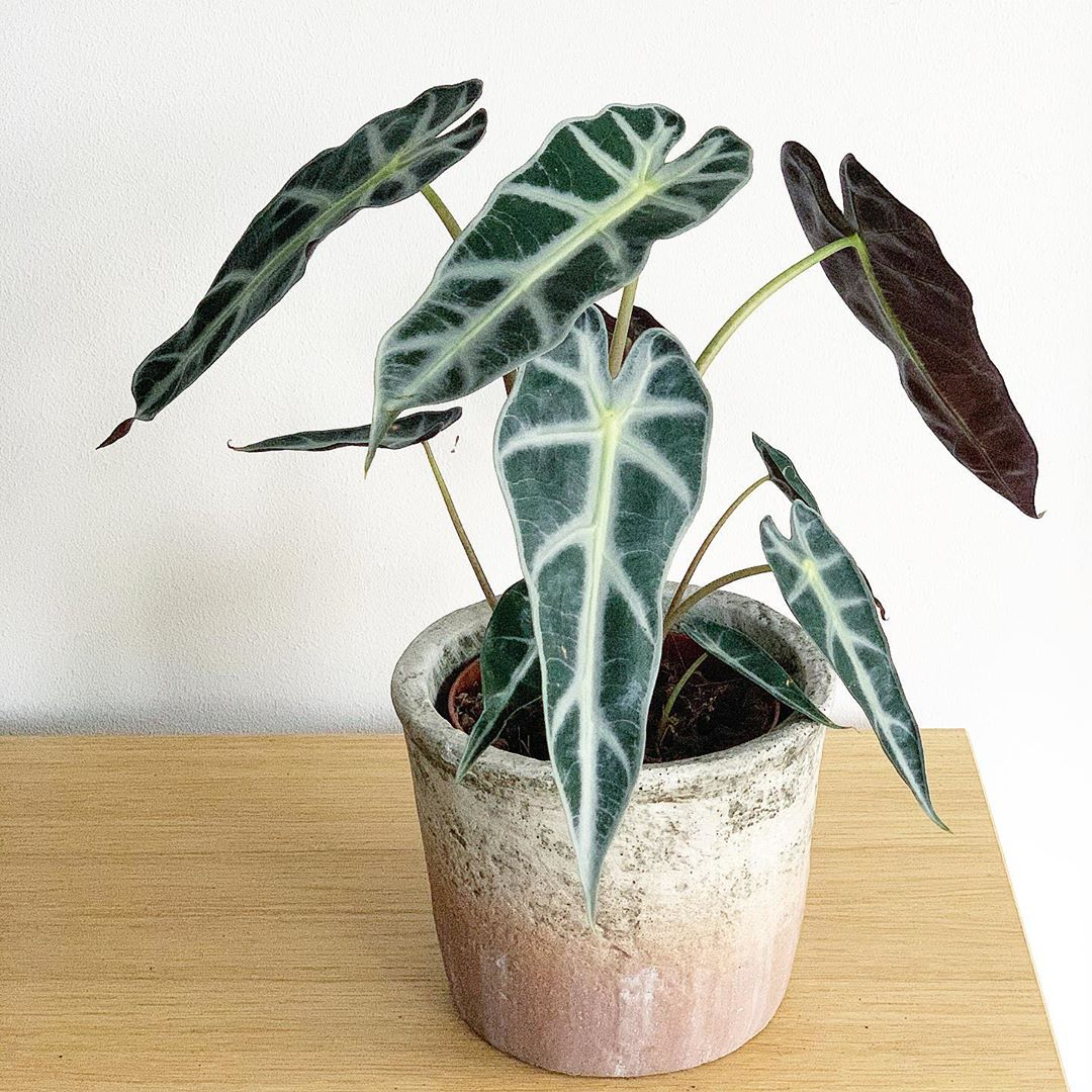Alocasia  Amazonica 'Bambino'