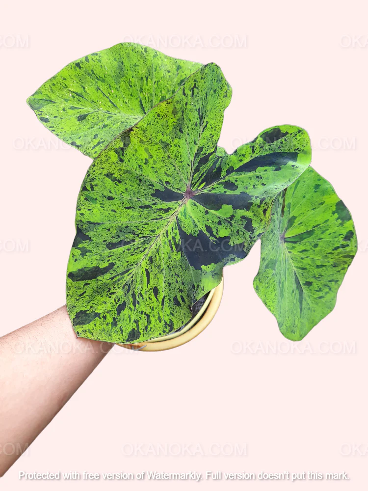 Colocasia esculenta 'Mojito'